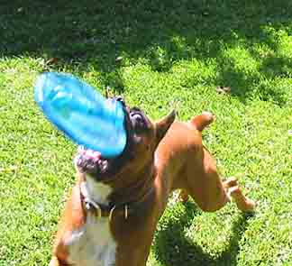 Wild Eyed, Scrapper Catches the Frisbie
