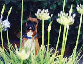 Scrapper looks out from the agapanthus