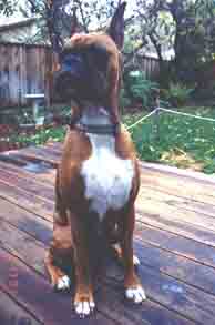 Scrapper proudly sits in his yard