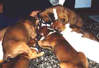 Heap of scrambling baby puppies