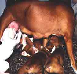 A passle of puppies fight for the milk bar