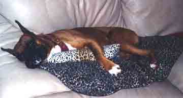 Scrapper snuggled in the middle of the couch  cushions