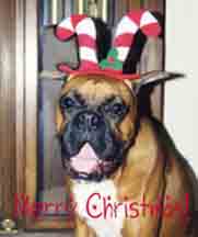 Yes, it's another Christmas picture of Scrapper 2001
