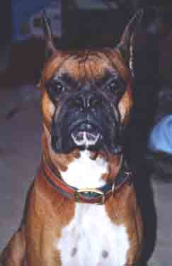 Scrapper looks intently at the camera