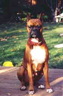 Scrapper sits pretty for his picture