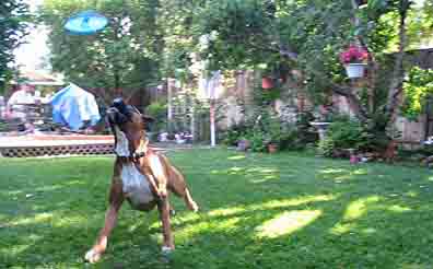 Scrapper Reaches to Catch the Frisbie