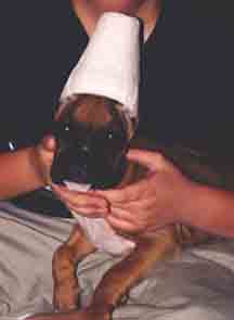 Scrapper with Newly Cropped Ears
