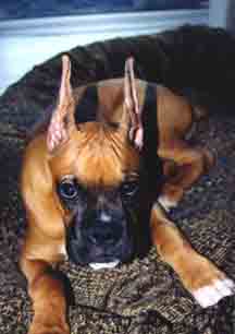 Working on those ears!