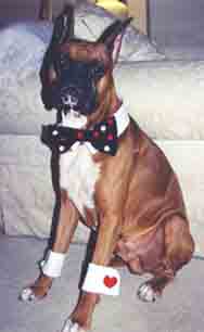 Scrapper on Halloween with his bowtie and cuffs