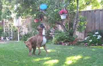 Scrapper Makes Another Catch in our Backyard