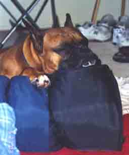 Scrapper hogs the sleeping bag during a recent move