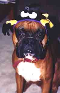Scrapper wearing the spider hat again