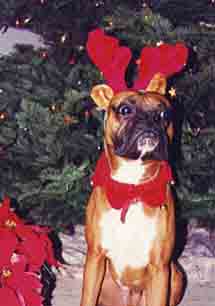And yet another Christmas picture with Scrapper 2002