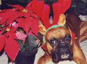 And another Scrapper Christmas Photo 2002