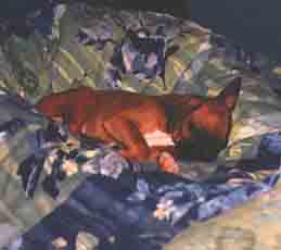 Baby Scrapper in Mom and Dad's Bed