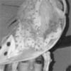 Also at the Tropicana in Vegas... With a showgirl from Les Folies Bergere... Quite the topless revue!