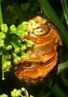 native bee