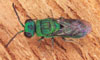 cuckoo wasp