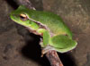 phyllochroa frog
