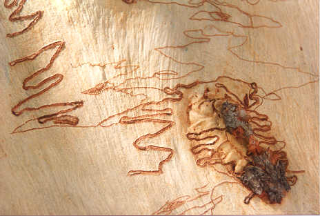 scribbly gum