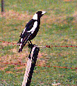magpie