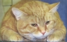 Al the Big Orange Cat