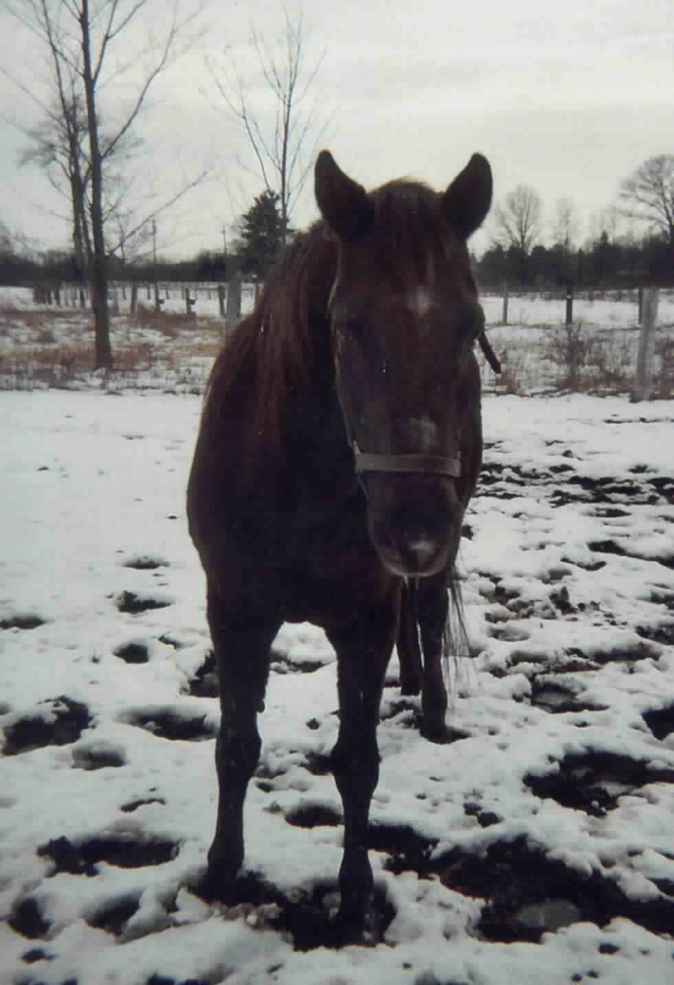 Ari, winter 2003-2004