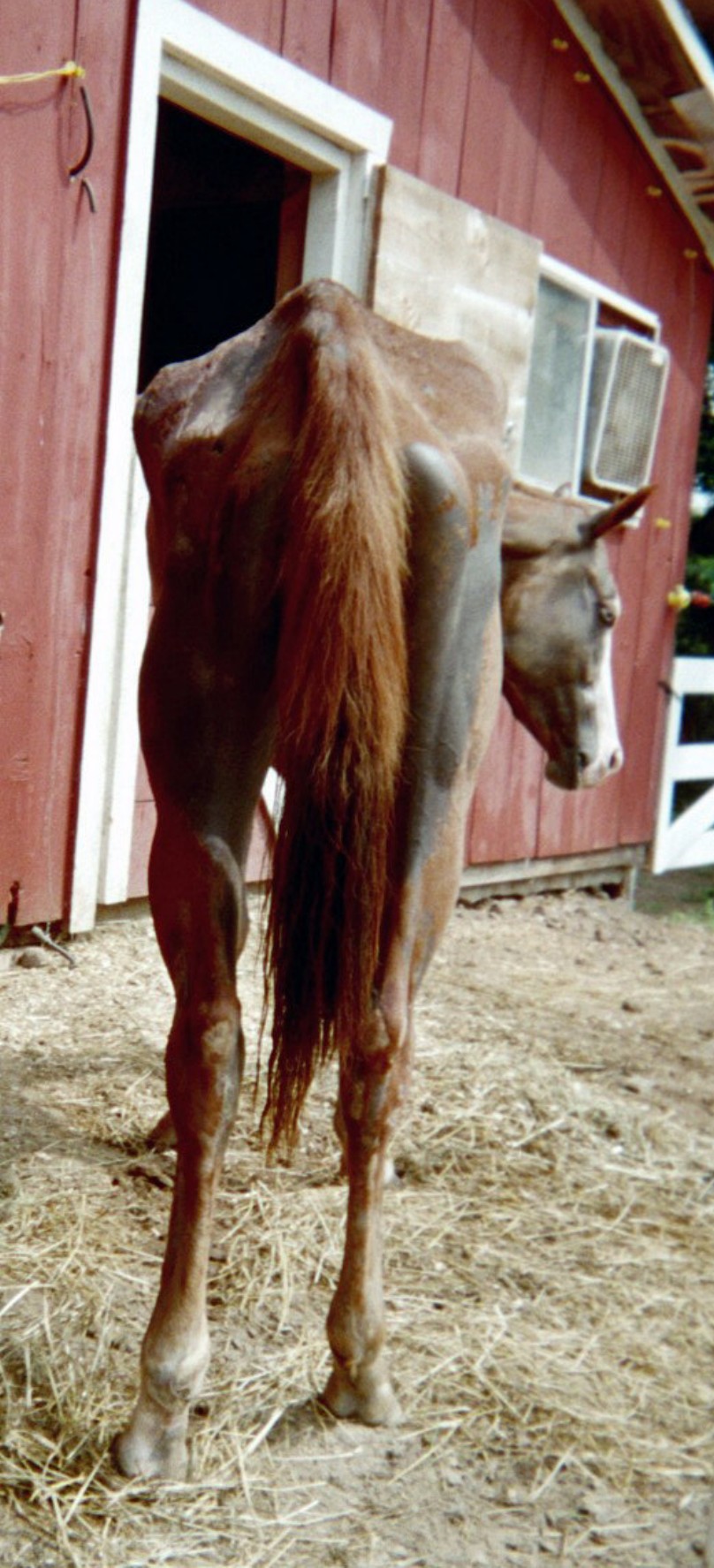 Hope in early September 2003, rear view