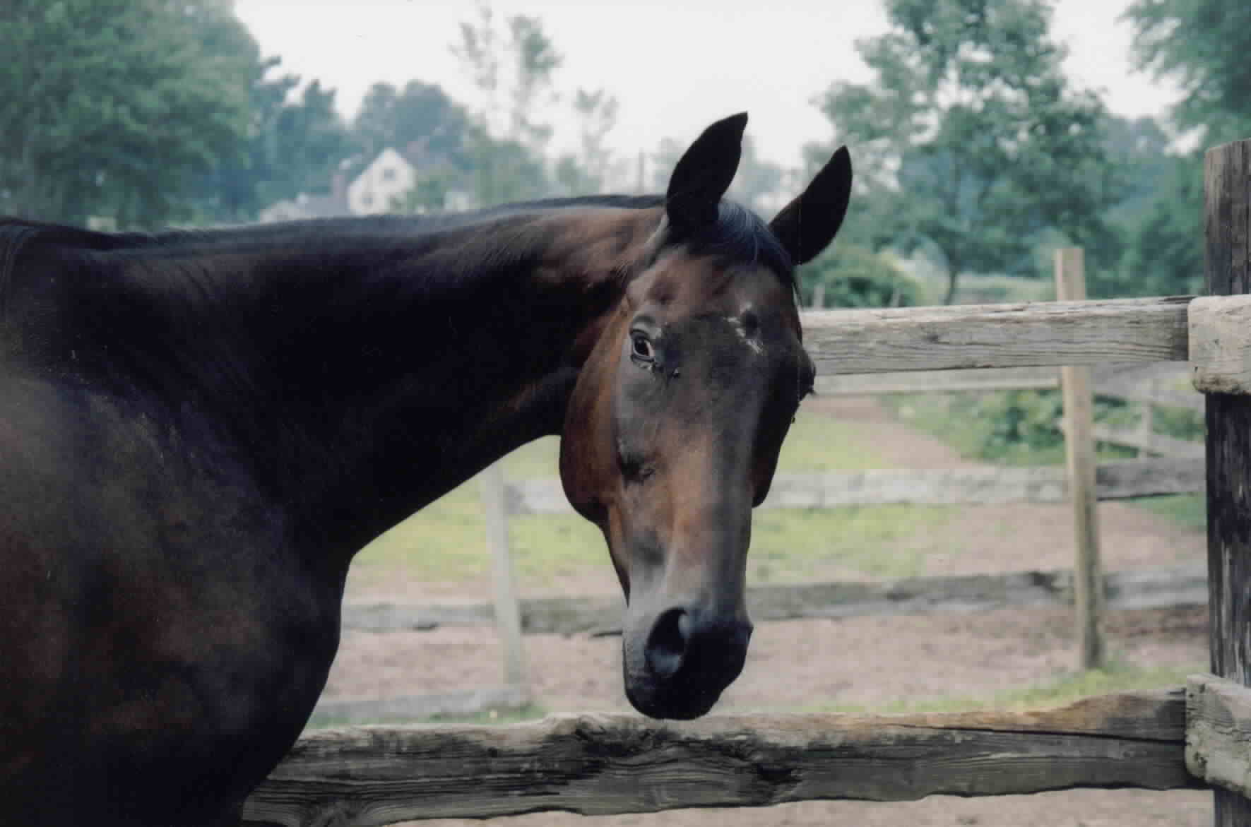 Jerry in his "recovery suite" (a small paddock)