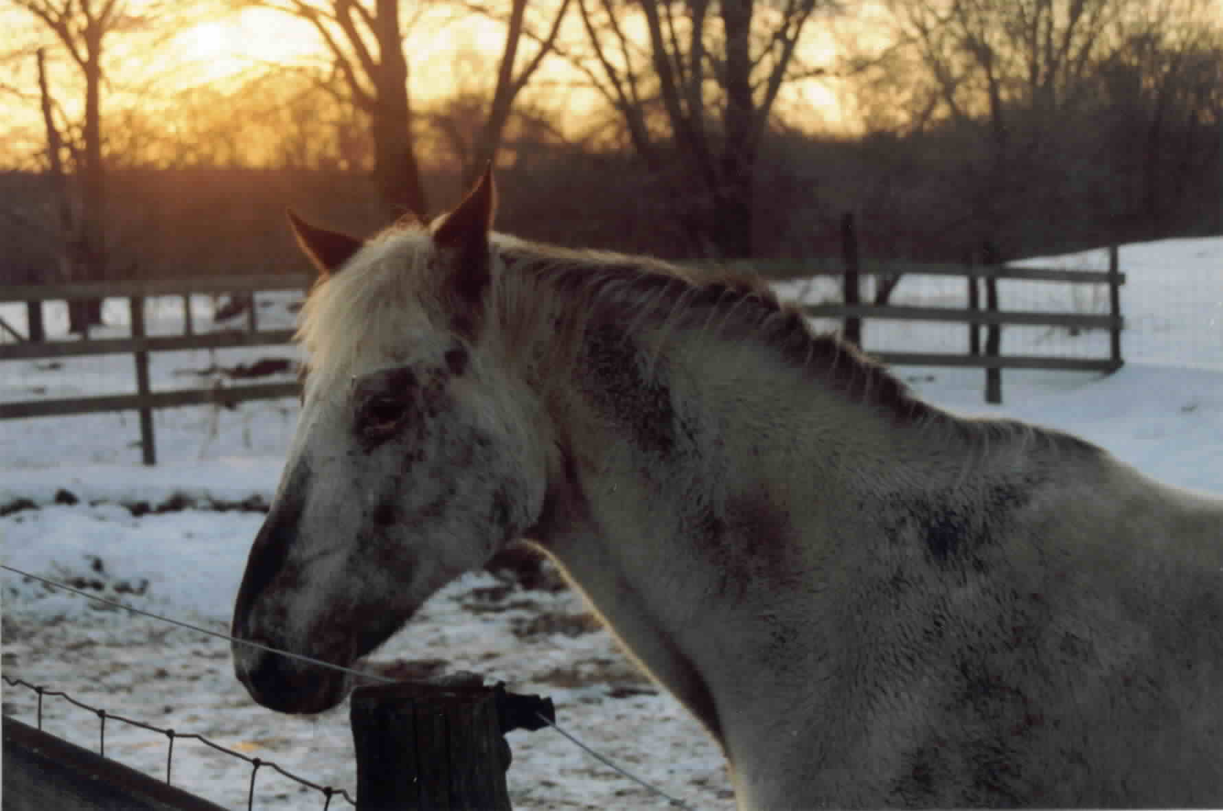 Jessie, relaxing in her paddock