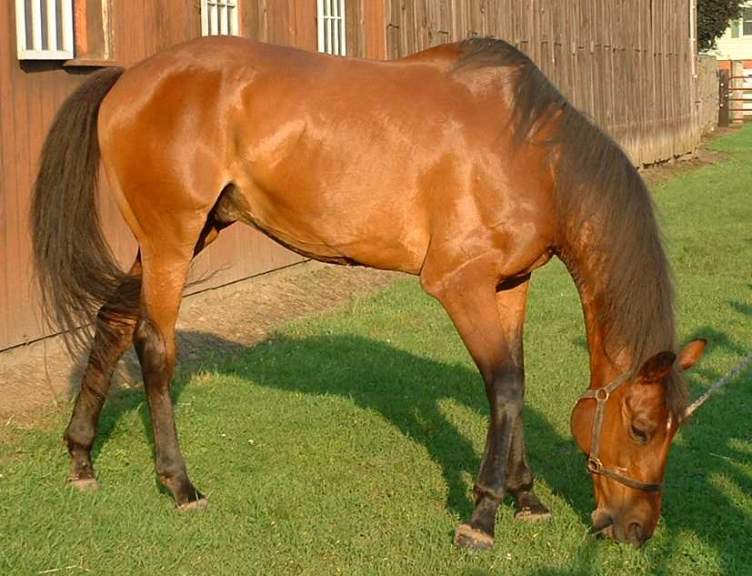 Liner grazing