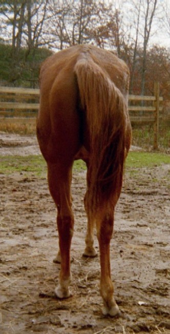 Hope in November 2003, rear view