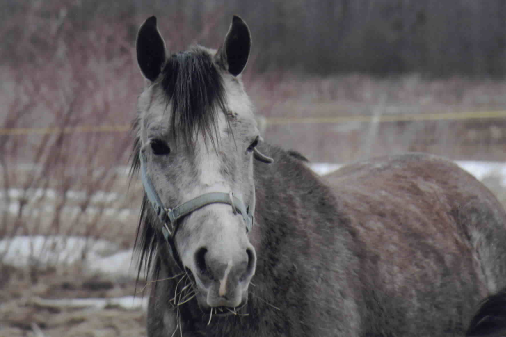 Patrick O' Horsey
