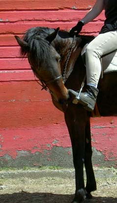 Penny Sniffing her Rider's Boot