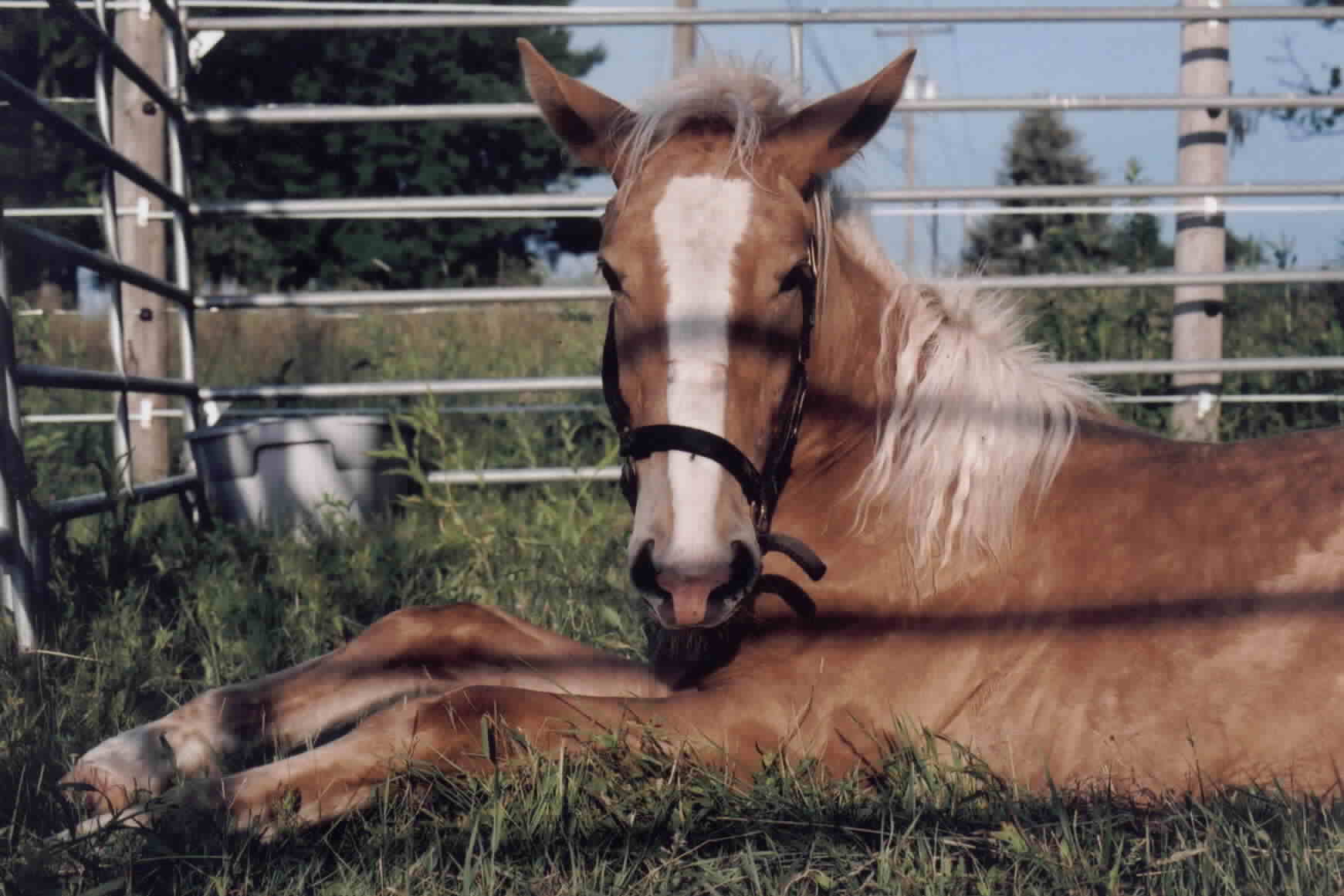 Pip taking a nap