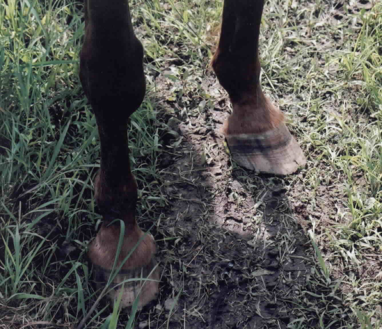 Granny's overgrown toes