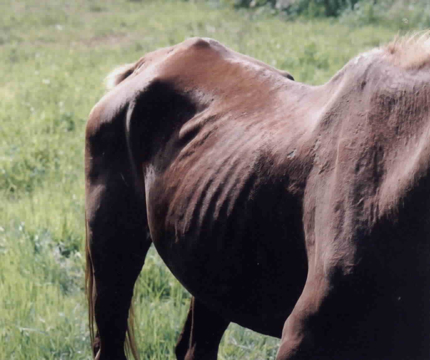 Granny at 730 lbs