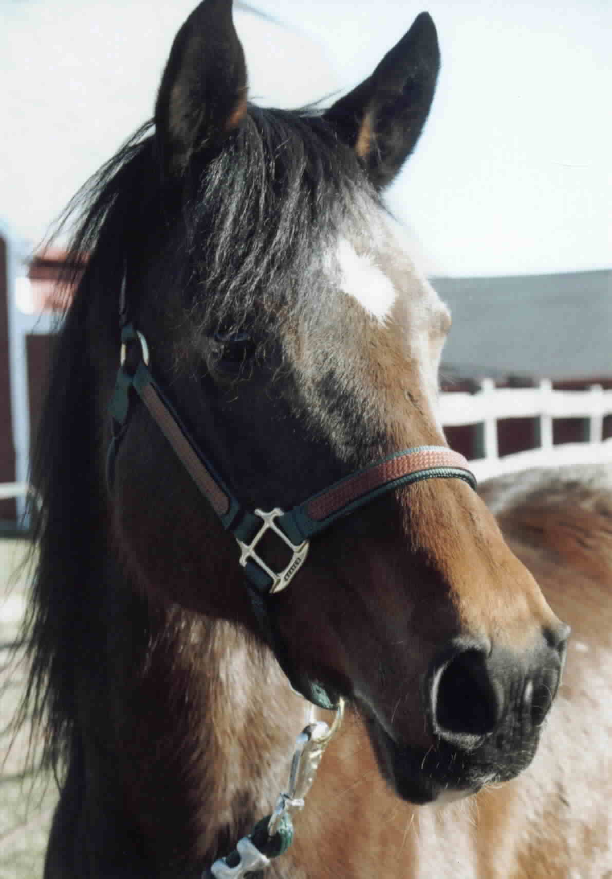 Pretty Miss Misty
