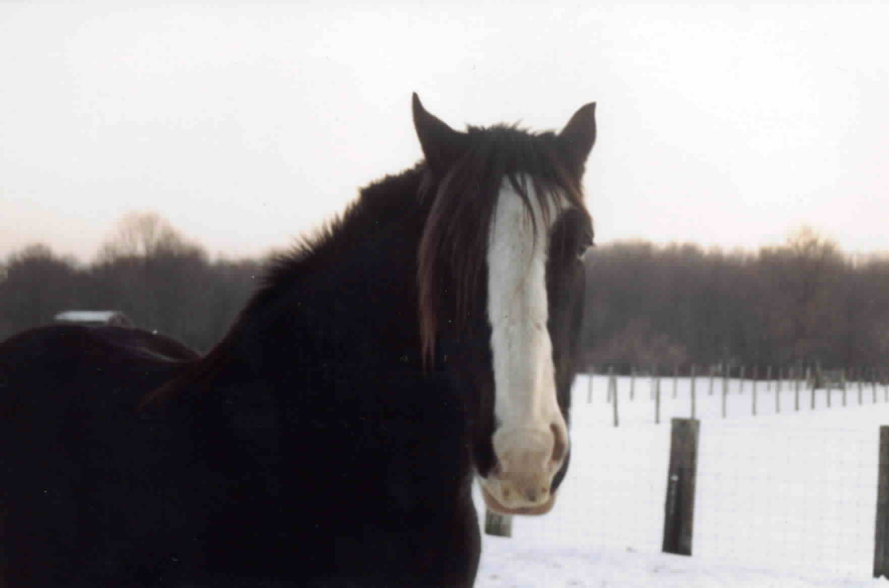 Sham, posing for the camera