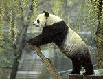 Ling-ling