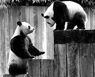 Hsing-hsing & Ling-ling