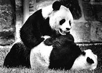 Ling-ling & Hsing-hsing
