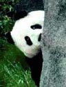Peeking Panda