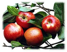 apples