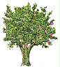 Apple Tree