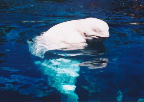 beluga