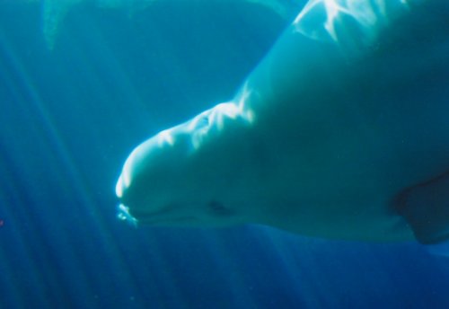 beluga blowing bubble