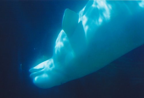 upside down beluga