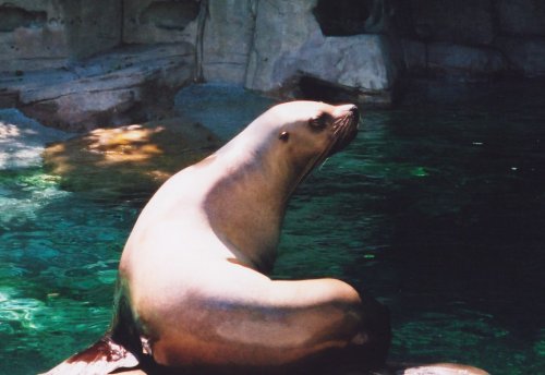 elephant seal