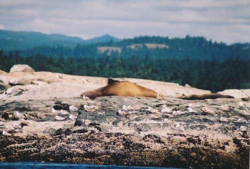elephant seal